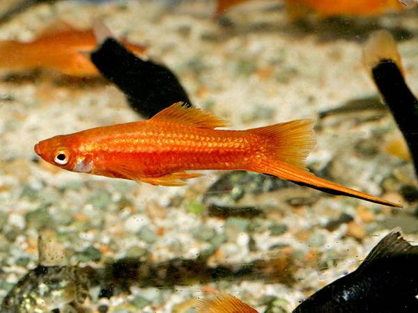 紅箭魚生小魚前兆