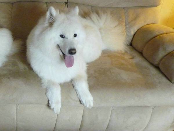 狗狗肛門腺發炎