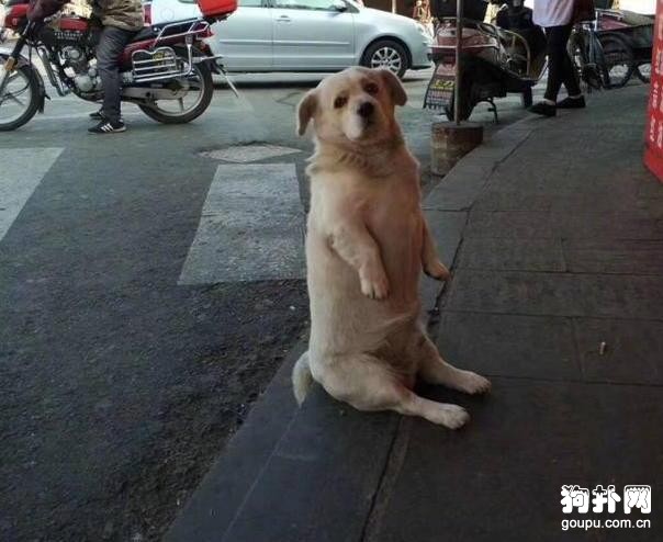 狗子半路被鹵味吸引，蹲坐店門口耍賴，不買就不走