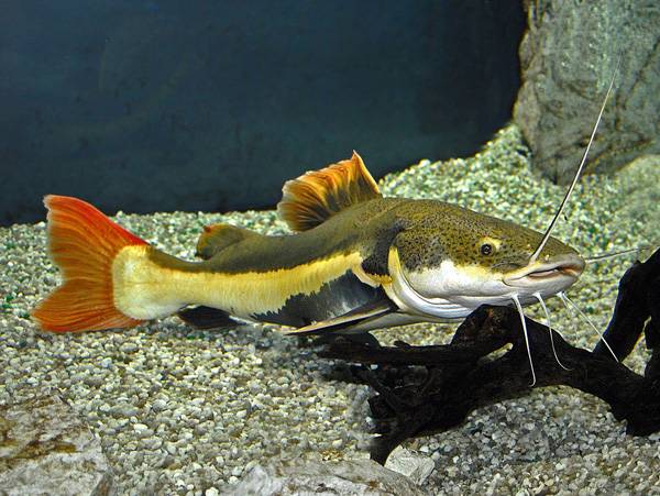 觀賞性最好的大型魚
