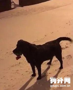 紙箱追狗，狗狗的反應讓主人笑翻了