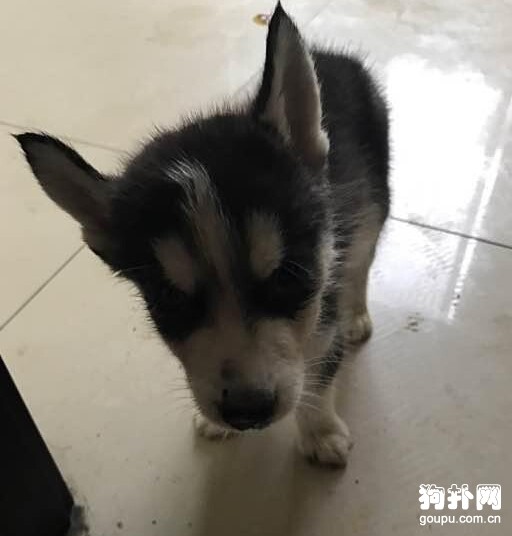 撿了只流浪狗，檢查后發現它得了犬瘟~~