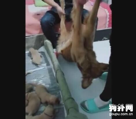 母狗拒絕喂奶，寵主強制執行，狗狗：你們根本就不懂喂奶的痛！