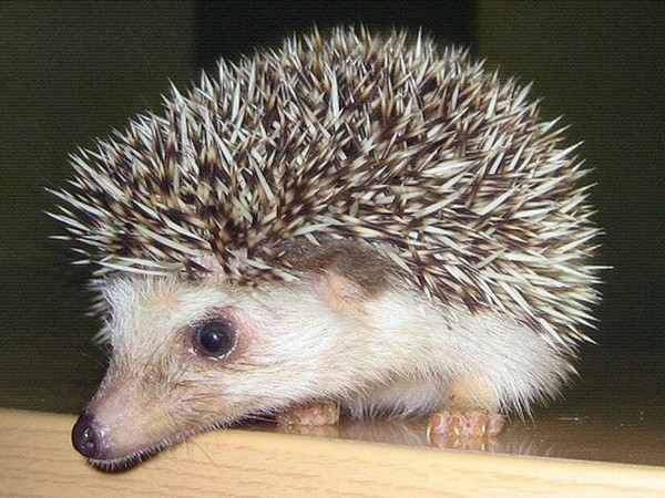 刺猬壽命多長