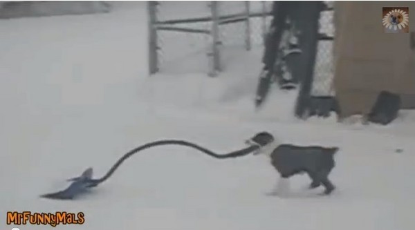 主人忙著鏟雪，超萌汪星人也來湊熱鬧