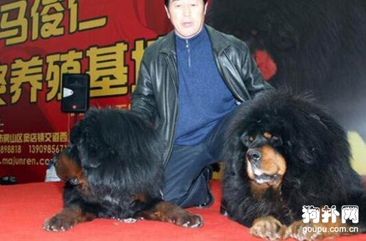 世界最貴和最大的藏獒驚天獸，現在還流傳著它們的傳說！