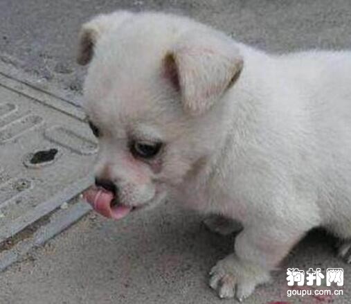 小奶狗剛滿月就沒了媽媽，網友不忍見它傻等，強行將其抱走