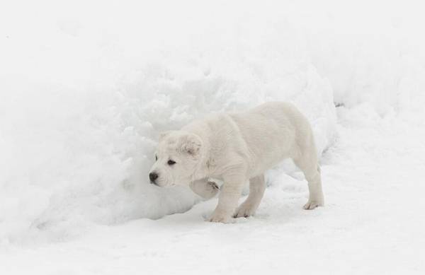 超大型犬品種大全