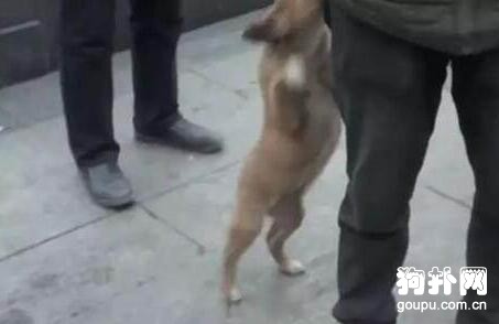 網友將回老家，無奈放棄收養的狗狗，離別場景惹人流淚