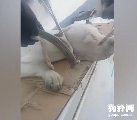 寵主為博眼球給寵物狗做整形，還有人性嗎！
