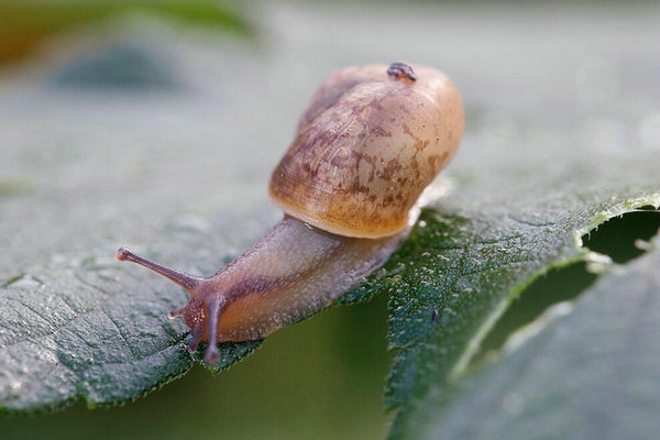 家里養蝸牛有什么寓意