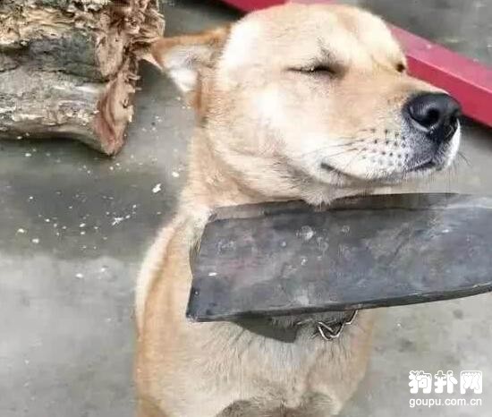 狗狗不肯認錯，主人舉刀威脅都不管用，好倔啊~~