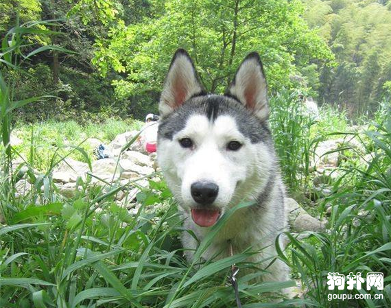 丑八怪狗狗幾個月后大變樣，這就是愛的魔力呀
