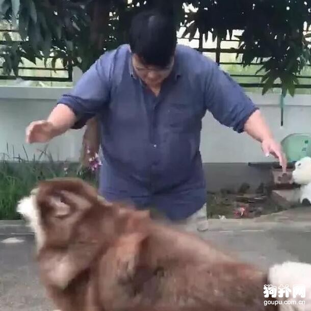 主人和狗狗的心酸減肥史，堅持就是勝利！