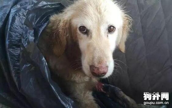 狗狗差點被安樂死，截肢保命后，活成了人們的偶像