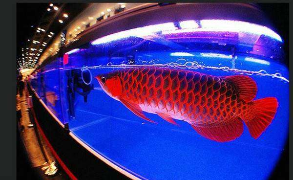 為什么龍魚三條不打架