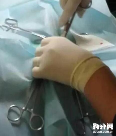 寵主不顧狗狗意愿，堅持給它做了絕育，狗狗從此性情大變