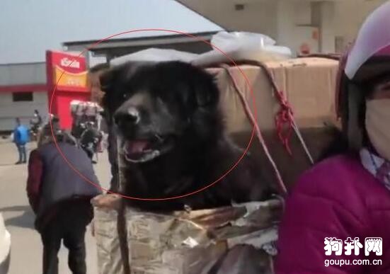 大叔騎摩托車帶狗狗一起回家過春節，狗子笑得超開心