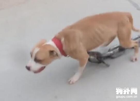 狗狗拖著粗粗的鐵鏈鍛煉體能，它是怎么堅持下來的，太慘了！