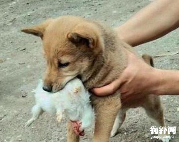 土狗把喵星人的活兒給干了，古今奇聞啊