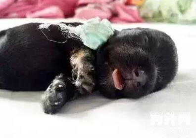 狗狗異食癖的毛病怎么解決？