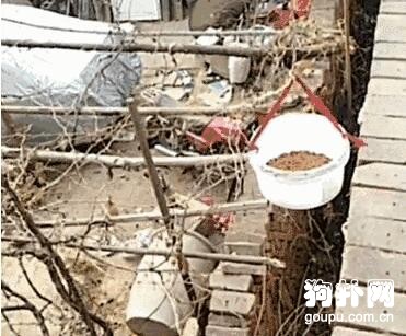 小伙拿著棍子和繩子悄悄爬上墻頭，原來是為了……