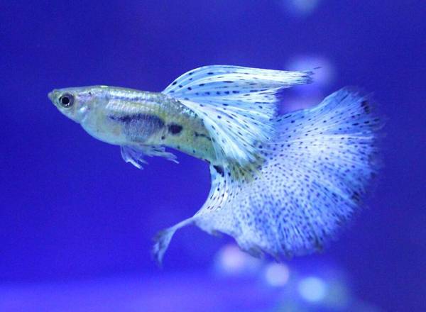 孔雀魚怎么養