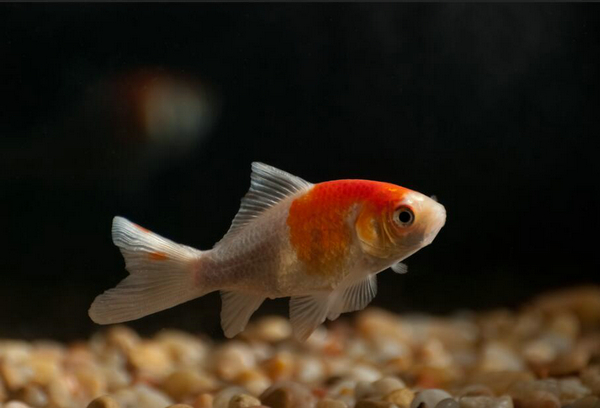 金魚死亡的原因