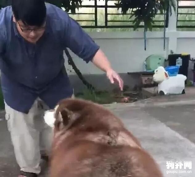 主人和狗狗的心酸減肥史，堅持就是勝利！
