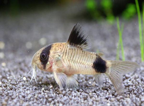 老鼠魚能當清道夫用嗎