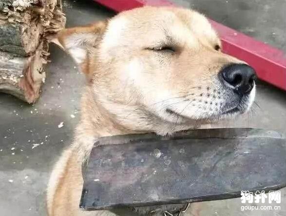 狗狗不肯認錯，主人舉刀威脅都不管用，好倔啊~~