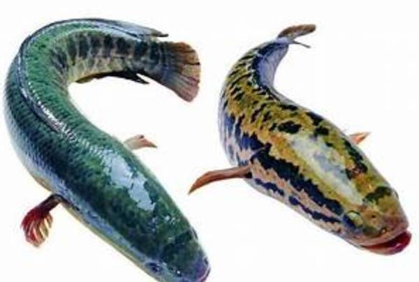 生魚是什么魚