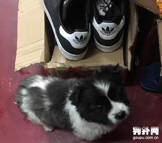 吃飯順便撿了只狗，洗干凈發圈，朋友說：你果然是只單身汪！