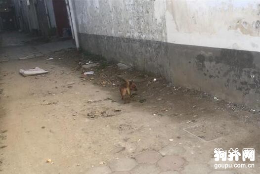 主人拿刀嚇唬小土狗，結果它當真了，撒丫子就跑沒影了