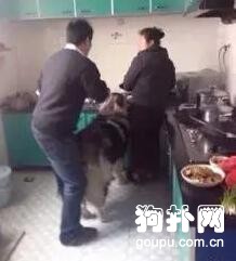 大狗狗賴在廚房不走，主人連拖帶拽推不動，吃成這樣也是服了