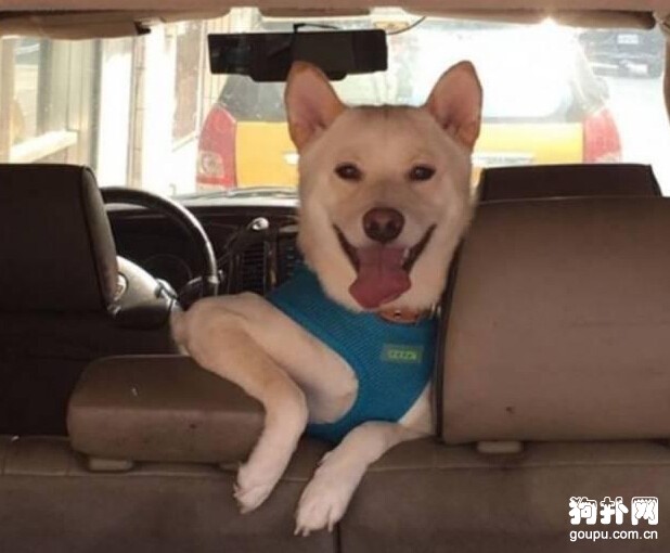 狗狗接受不了自己的新造型，對鏡狂嚎~~