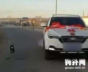 女主人要出嫁了，狗狗舍不得主人、緊追婚車不放，好感動！