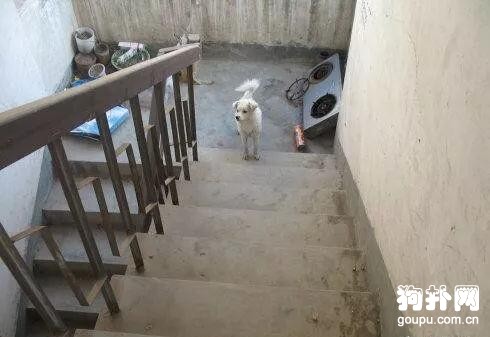 走失<a href=/zhonglei/gou/ target=_blank class=infotextkey>狗</a>狗歷經波折終回家，卻已人去鏤空，辛虧鄰居好心收留