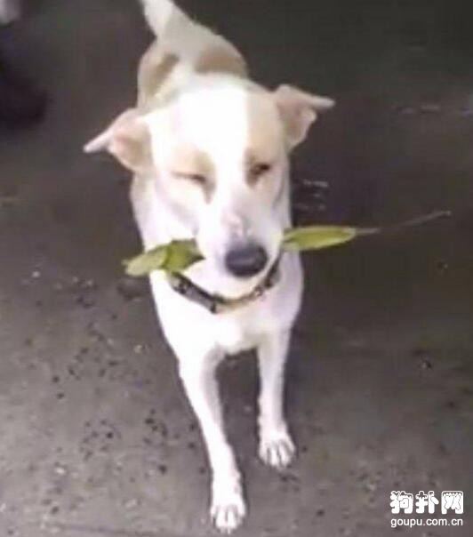 善心女子收養一群流浪狗，狗狗每天送禮物報恩