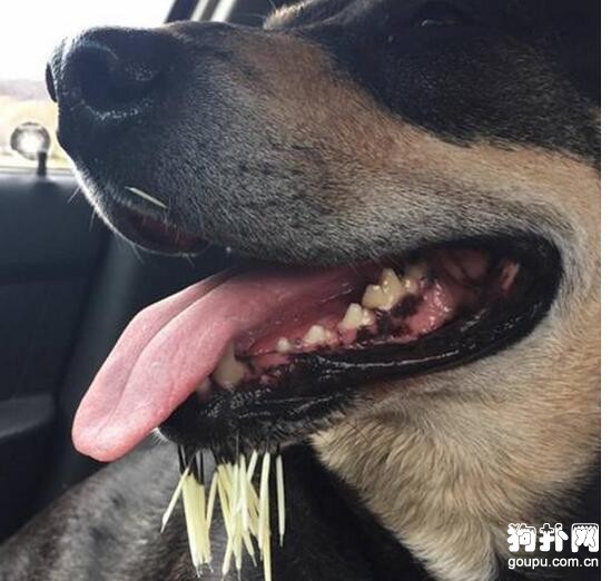 三只狗出次門，回來卻慘變刺猬，發生了什么！！！