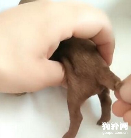 出生不到兩周的小狗，主人一動尾巴就斷了，好驚悚