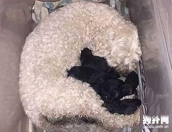 相親相愛的純白狗狗夫妻，母犬卻生下一窩黑狗，發生了什么？