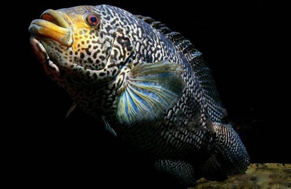 花魚是什么魚