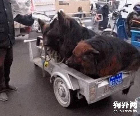 農村大叔早市賣狗，價格降到一半都沒人要，這狗很差嗎？