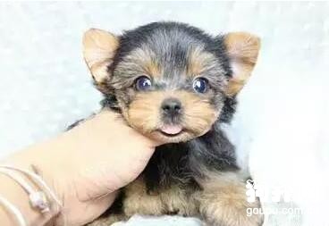 狗狗異食癖的毛病怎么解決？