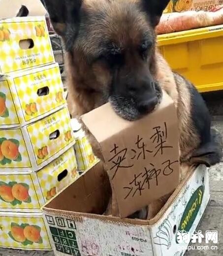 老狗一把年紀了還跟著主人出攤，起早貪黑討生活