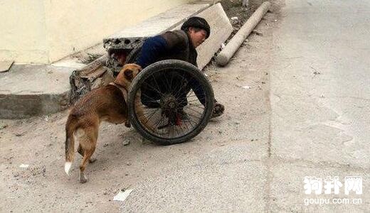 殘疾老人修鞋為生，生活艱苦，幸得忠犬相伴