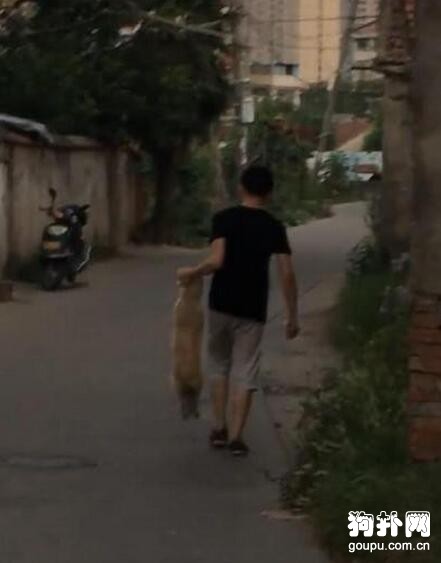 狗狗貪玩不回家，主人苦勸無果，只好拎著走
