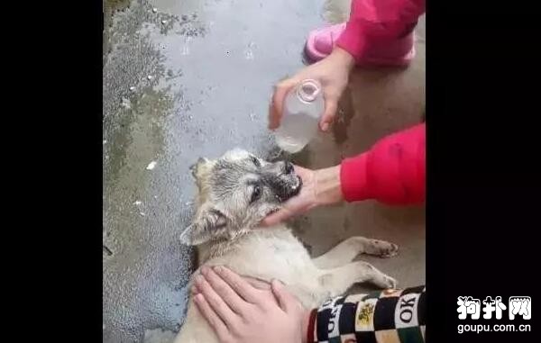 狗狗中毒倒地，主人堅持施救，靠灌水催吐救活了它