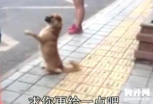 流浪狗向小學生乞食，不停作揖，好心酸！